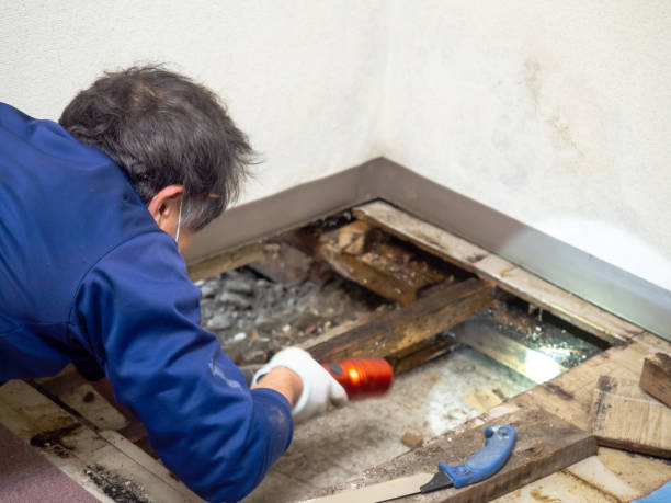 Best Mold Removal Near Me  in Wellsville, MO