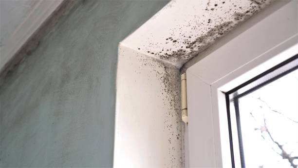Best Home Mold Removal  in Wellsville, MO