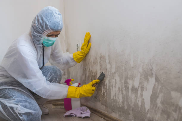 Best Office Mold Removal Services  in Wellsville, MO
