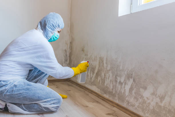 Best Local Mold Removal Service  in Wellsville, MO