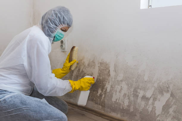 Best Best Mold Removal Companies  in Wellsville, MO