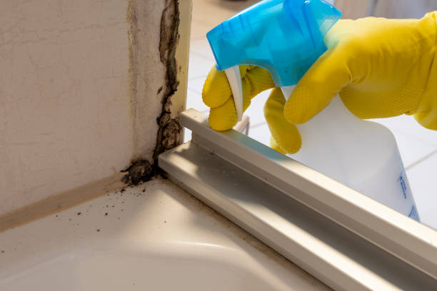 Home Mold Removal in Wellsville, MO