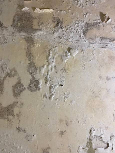 Best Same-Day Mold Removal  in Wellsville, MO