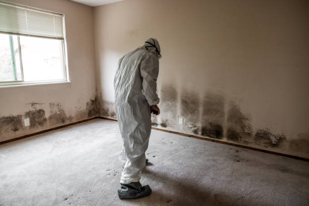 Best Mold Removal Process  in Wellsville, MO